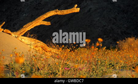 Tronco di albero illuminato dal sole in campi di fiori di Anza-Borrego il Desert Park Foto Stock