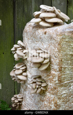 Oyster Mushrums (Pleurotus ostreatus) coltivate su paglia. Messa a fuoco selettiva. La coltivazione dei funghi a casa. Foto Stock
