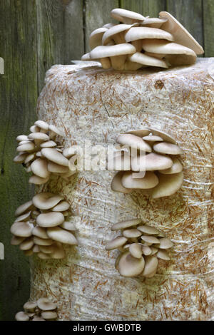 Oyster Mushrums (Pleurotus ostreatus) coltivate su paglia. Messa a fuoco selettiva. La coltivazione dei funghi a casa. Foto Stock