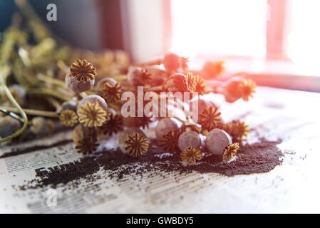 Papavero essiccato bolls close up Foto Stock