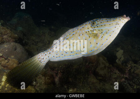 Aluterus scriptus, comunemente noto come scrawled filefish, broomtail filefish o scarabocchiati leatherjacket. Abrolhos, Bahia, Brasile. Foto Stock