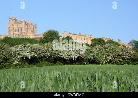 Bolsover Castle nel Derbyshire visto da un cereale campo di raccolto durante il biancospino blossom stagione (foto) in una giornata di sole, England Regno Unito Foto Stock