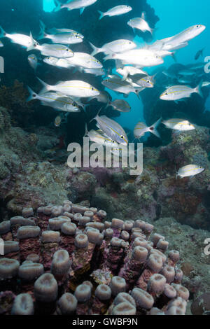 Pesce di Mare Reef Sun coralli marini Immersioni Isola di Komodo Indonesia  animali animali coralli corallo mare marine acquatici natura sealife Foto  stock - Alamy