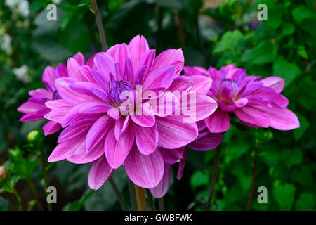 Close up Dahlia 'Sascha' tipo di ninfea Foto Stock