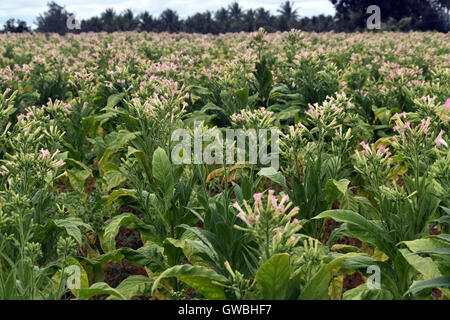 Campi di Tabacco nel sud dello stato indiano Foto Stock