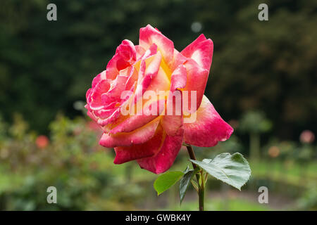 Pullman Orient Express Rose Foto Stock