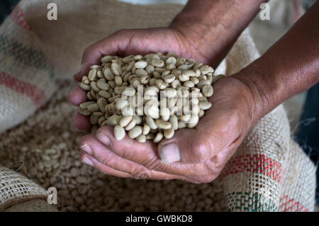 Asciugato i chicchi di caffè pronto per la tostatura a Hacienda San Alberto. Buenavista town, Quindio, Colombia. Caffè colombiano crescente asse. Il caffè colombiano Regione, noto anche come il triangolo di caffè, è una parte del colombiano Paisa regione nella zona rurale della Colombia, famosa per la coltivazione e la produzione di una maggioranza di caffè colombiano, considerato da alcuni come il migliore caffè del mondo. Foto Stock