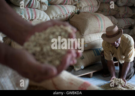 Asciugato i chicchi di caffè pronto per la tostatura a Hacienda San Alberto. Buenavista town, Quindio, Colombia. Caffè colombiano crescente asse. Il caffè colombiano Regione, noto anche come il triangolo di caffè, è una parte del colombiano Paisa regione nella zona rurale della Colombia, famosa per la coltivazione e la produzione di una maggioranza di caffè colombiano, considerato da alcuni come il migliore caffè del mondo. Foto Stock