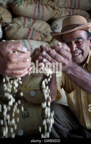 Asciugato i chicchi di caffè pronto per la tostatura a Hacienda San Alberto. Buenavista town, Quindio, Colombia. Caffè colombiano crescente asse. Il caffè colombiano Regione, noto anche come il triangolo di caffè, è una parte del colombiano Paisa regione nella zona rurale della Colombia, famosa per la coltivazione e la produzione di una maggioranza di caffè colombiano, considerato da alcuni come il migliore caffè del mondo. Foto Stock