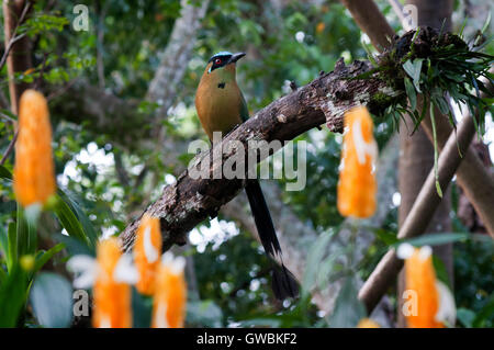 Il BARRANQUERO è molto colorato e bellissimo uccello che ha una ampia distribuzione in America e la Colombia principalmente abita il Foto Stock