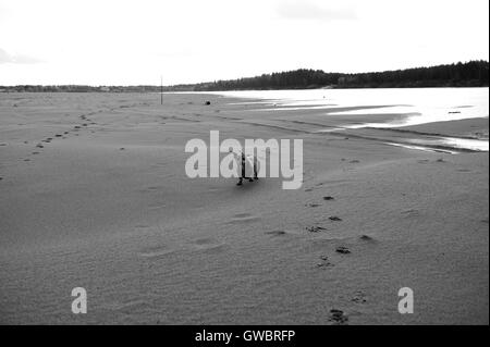 A piedi della vecchia bassotto sulle rive del fiume Foto Stock