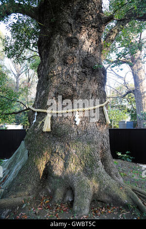 Lo Shintoismo santuario ad albero con fune attorno all'albero. Foto Stock