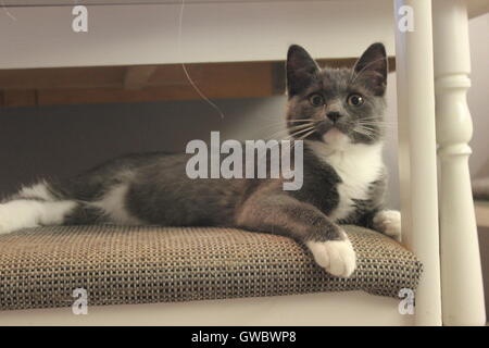 Gattino grigio rilassante sulla sedia Foto Stock