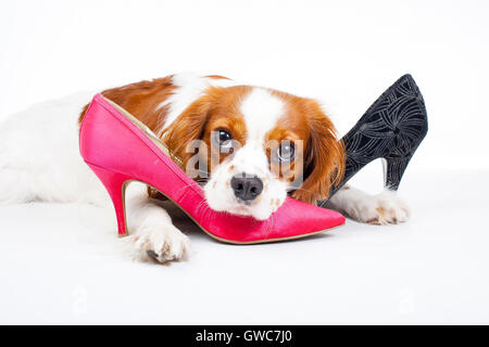 Addestrato Cavalier King Charles Spaniel studio sfondo bianco fotografia. Cane con tacchi alti,comportamento cani masticare pantofola scarpe Foto Stock