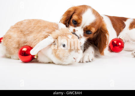 Addestrato Cavalier King Charles Spaniel studio sfondo bianco fotografia cane con lop insieme celebrano il Natale vero amore Foto Stock