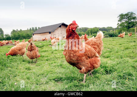 Polli ruspanti su un allevamento di polli. Foto Stock