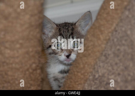 Un gattino peaking fuori dal suo nascondiglio. Foto Stock