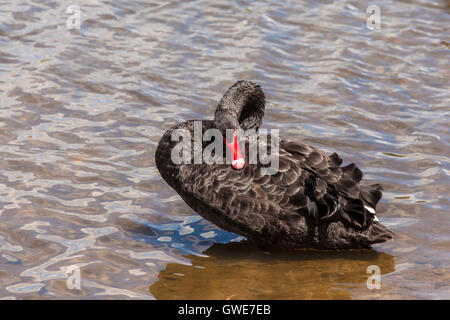 Black Swan preening stesso sul Lago Burley Griffin Foto Stock