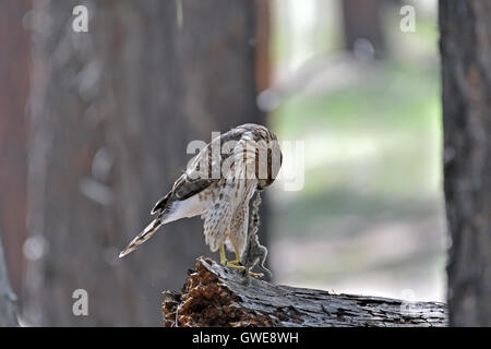 Cooper's hawk (Accipiter cooperii) mangiare catturati roditore. Foto Stock