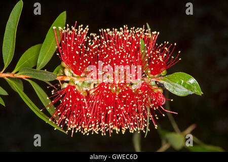Rosso vivo di fiori e foglie verdi di nativi Australiani callistemon / scovolino da bottiglia fiore su sfondo nero Foto Stock