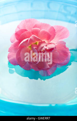 Rosa fiori di garofano in acqua, di meditazione e di consapevolezza Foto Stock