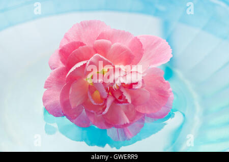 Rosa fiori di garofano in acqua, di meditazione e di consapevolezza Foto Stock