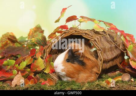 Sheltie cavia Foto Stock