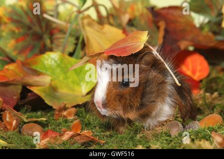 Giovani abissino di cavia Foto Stock