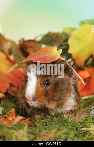 Giovani abissino di cavia Foto Stock