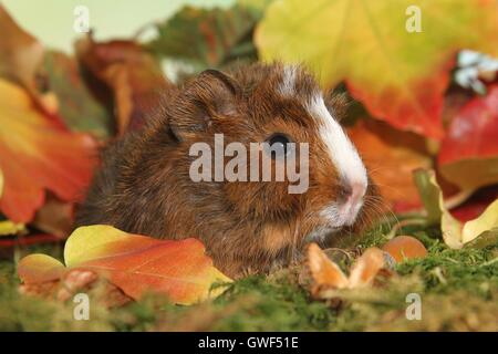 Giovani abissino di cavia Foto Stock