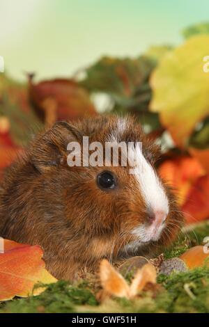 Giovani abissino di cavia Foto Stock