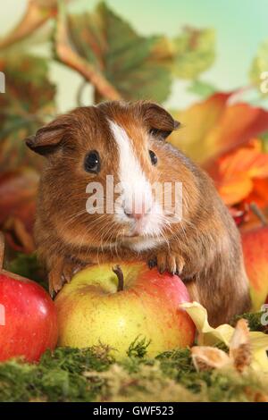 Liscia con capelli cavia Foto Stock