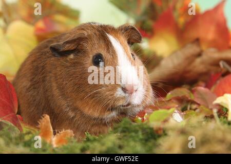 Liscia con capelli cavia Foto Stock