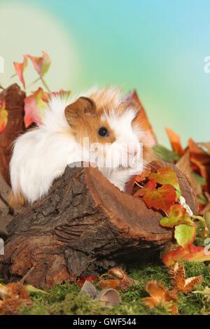 Angora giovane cavia Foto Stock