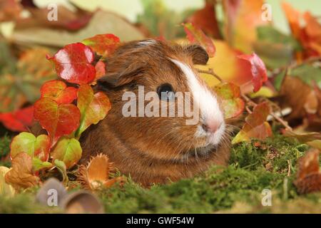 Liscia con capelli cavia Foto Stock