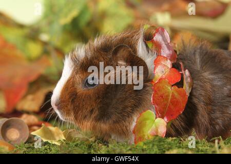 Giovani abissino di cavia Foto Stock