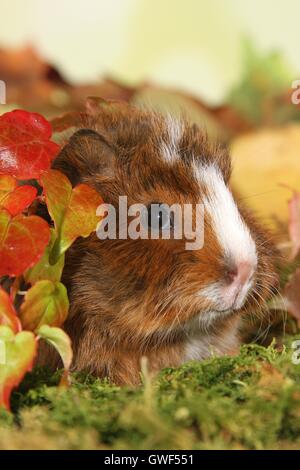 Giovani abissino di cavia Foto Stock