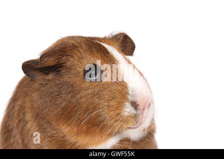 Liscia con capelli cavia Foto Stock