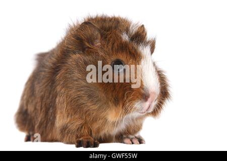 Giovani abissino di cavia Foto Stock