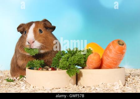 Liscia con capelli cavia Foto Stock