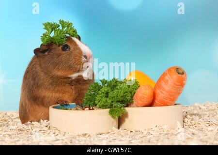 Liscia con capelli cavia Foto Stock