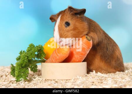 Liscia con capelli cavia Foto Stock