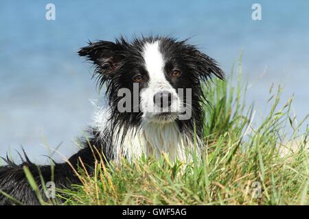 Border Collie ritratto Foto Stock