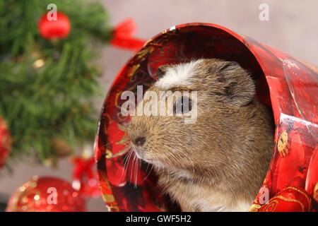 Crested cavia Foto Stock