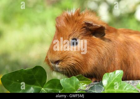 Sheltie cavia Foto Stock