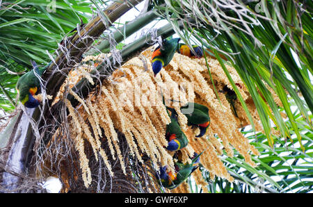 Gruppo di rainbow parrocchetti alimentazione dei frutti di un tropical Palm tree in Western Australia. Foto Stock