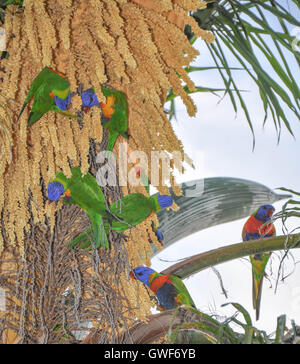 Gruppo di rainbow parrocchetti alimentazione dei frutti di un tropical Palm tree in Western Australia. Foto Stock