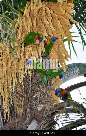 Gruppo di rainbow parrocchetti alimentazione dei frutti di un tropical Palm tree in Western Australia. Foto Stock