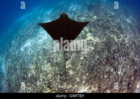 Un eagle ray (Aetobatis narinari) piomba con garbo sulla barriera corallina dagli impianti offshore di Kona, Hawaii Foto Stock