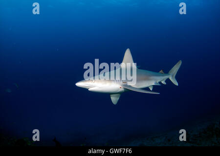 Un Sandbar shark nuota mormora da una notte al largo dell'Isola Grande, Hawaii. Foto Stock